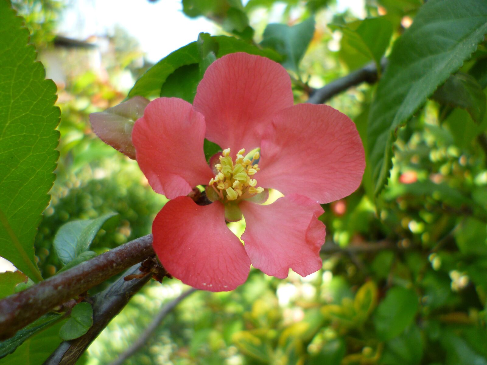 Panasonic DMC-FS40 sample photo. Japanese quince, flower, nature photography
