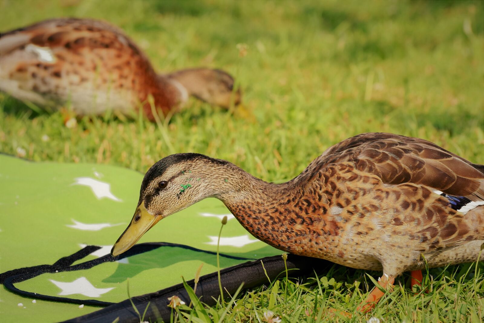 Nikon D7200 sample photo. Duck, water bird, duck photography