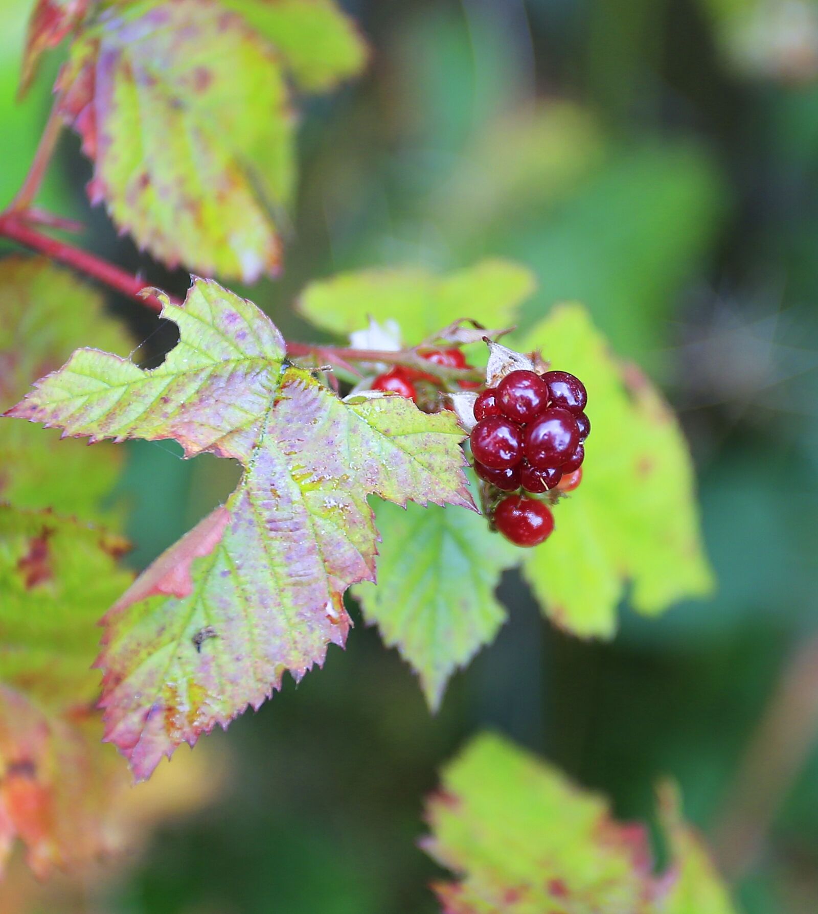 Canon EOS 6D + Canon EF 17-40mm F4L USM sample photo. Blackberry, berry, wild photography