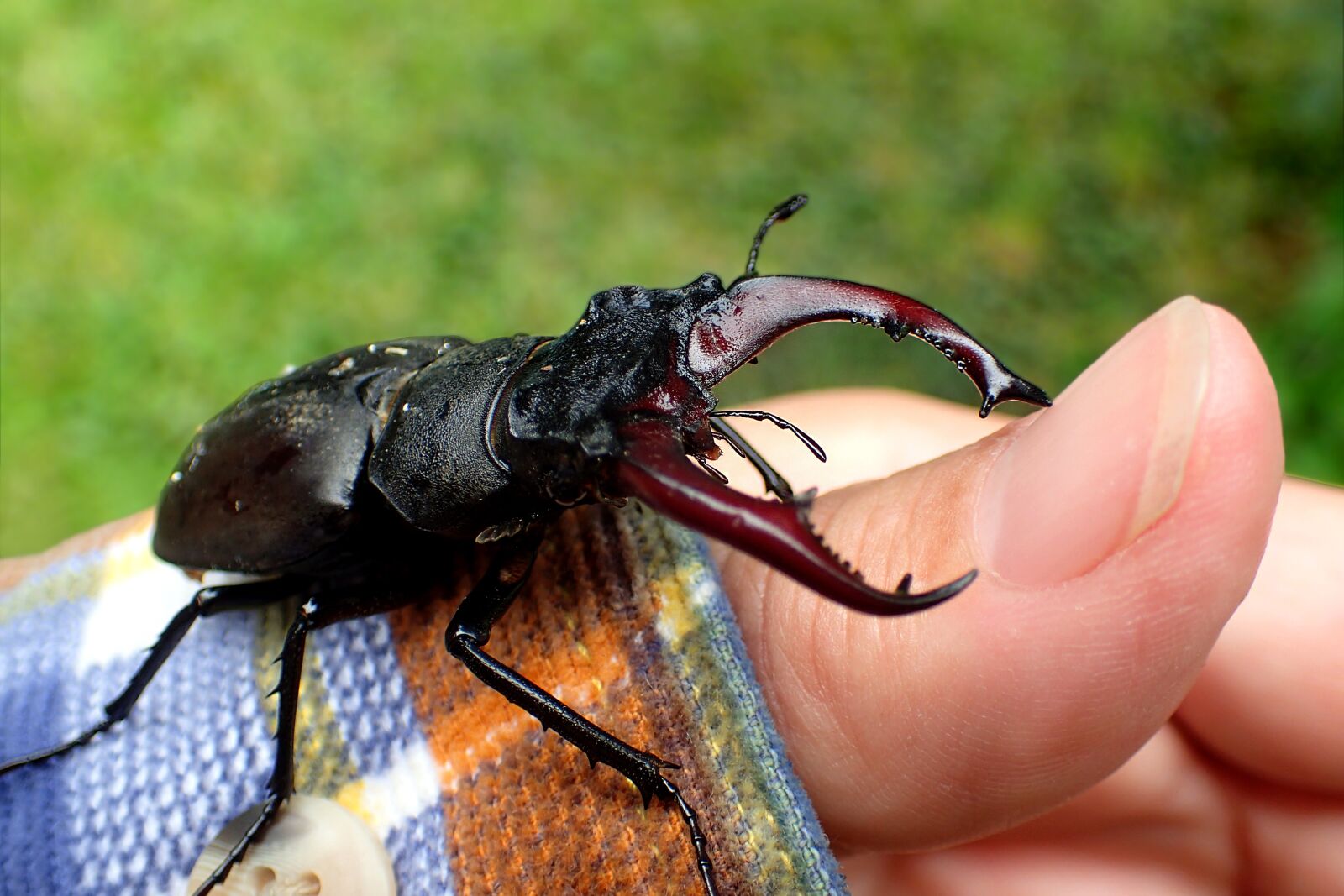Olympus TG-3 sample photo. Insect, nature, animal photography