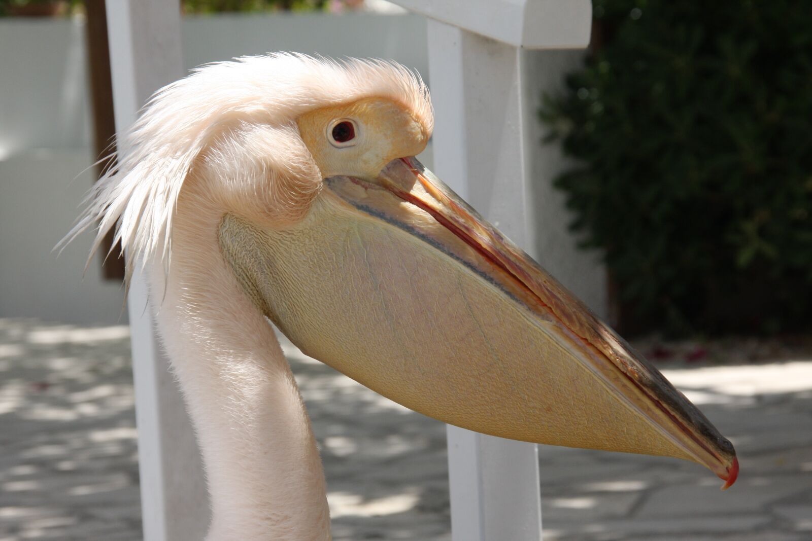 Canon EOS 40D sample photo. Pelikan, bird, noun photography