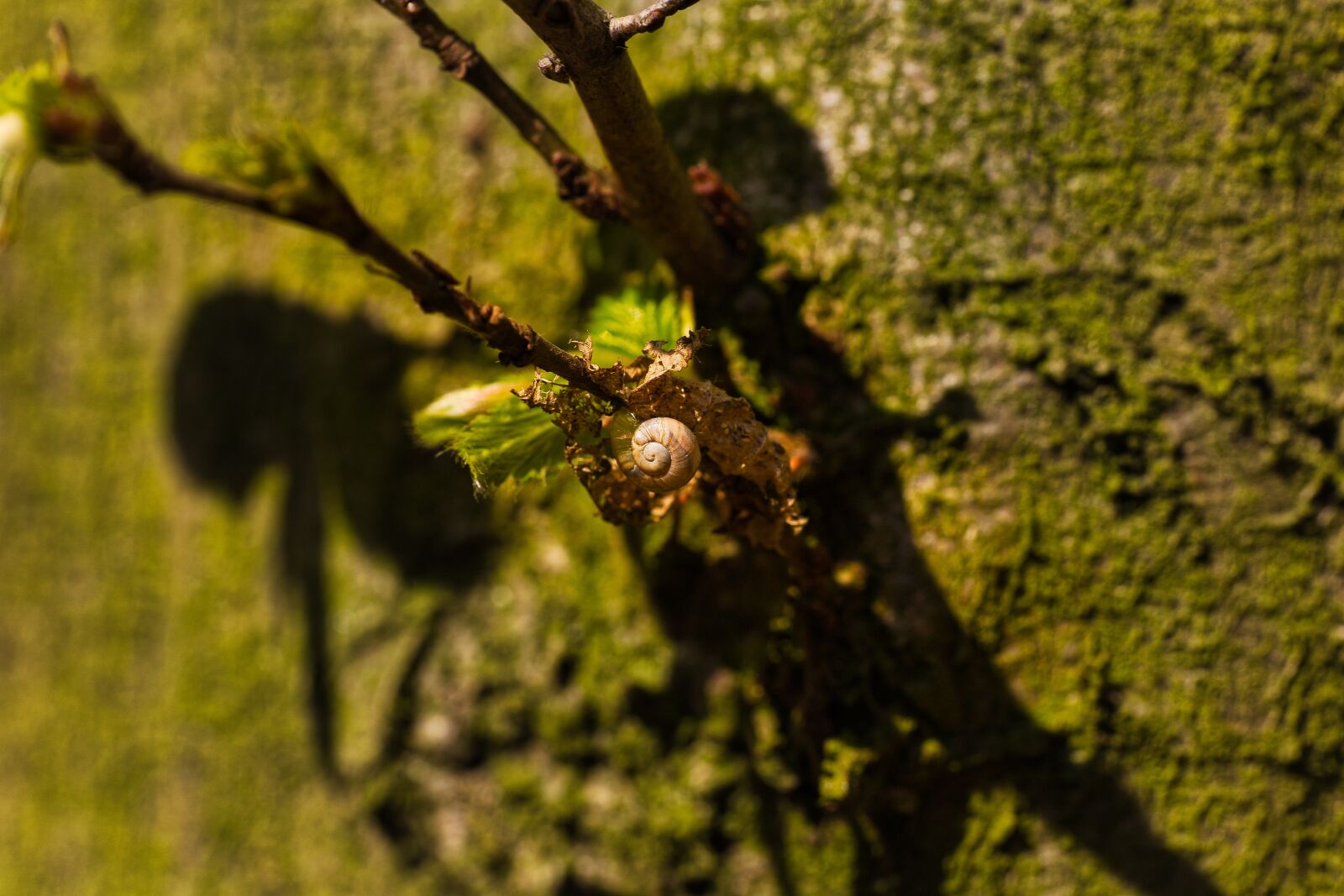 Canon EOS RP sample photo. New, snail, branch photography