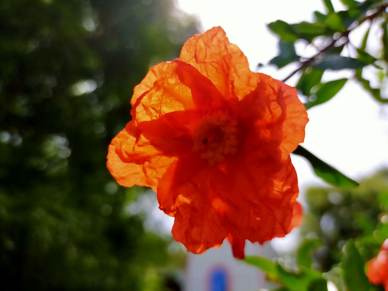 OPPO A9 2020 sample photo. Flower, orange, nature photography