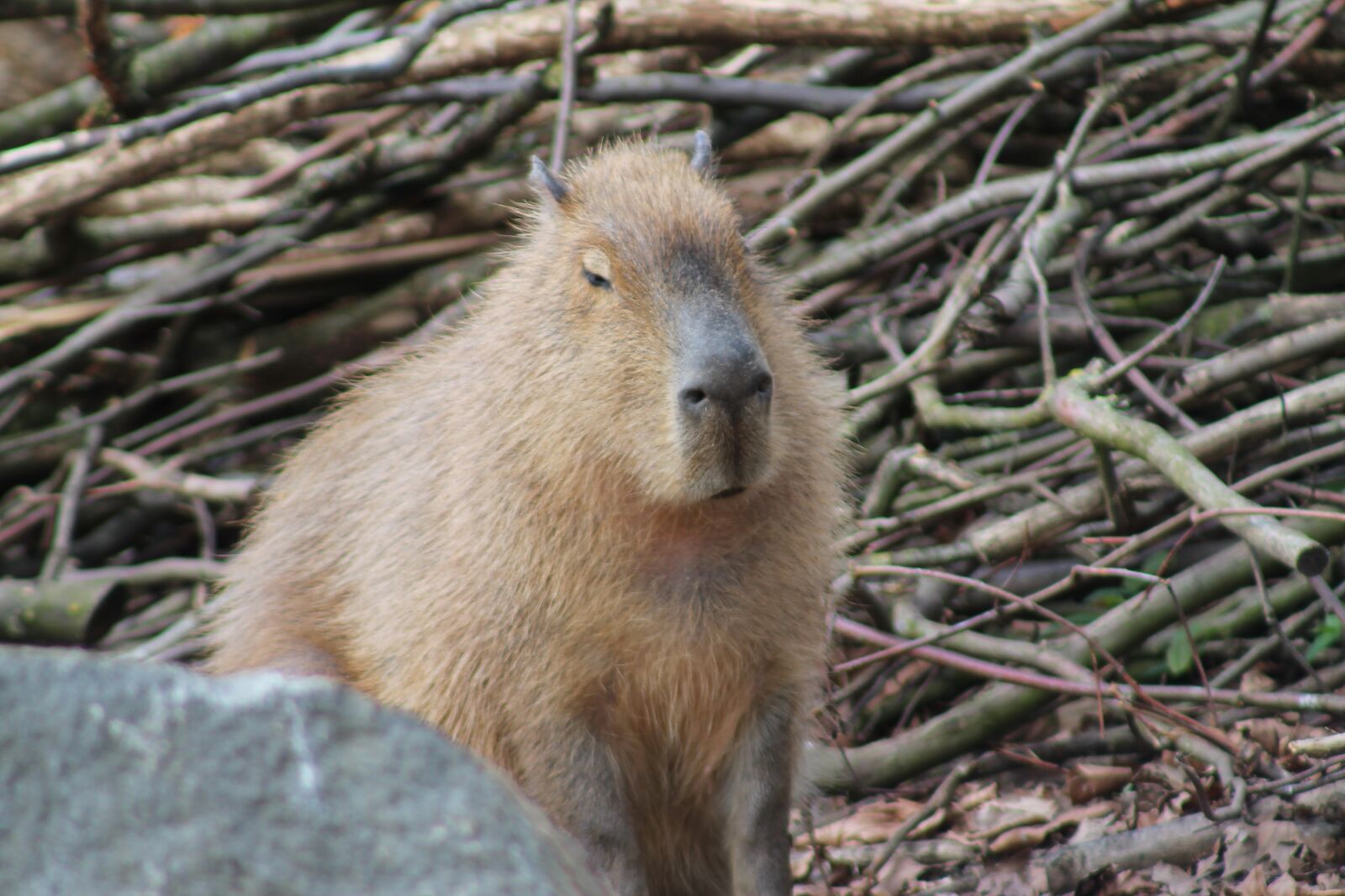 Canon EF75-300mm f/4-5.6 sample photo. Nature, capybara, mammal photography