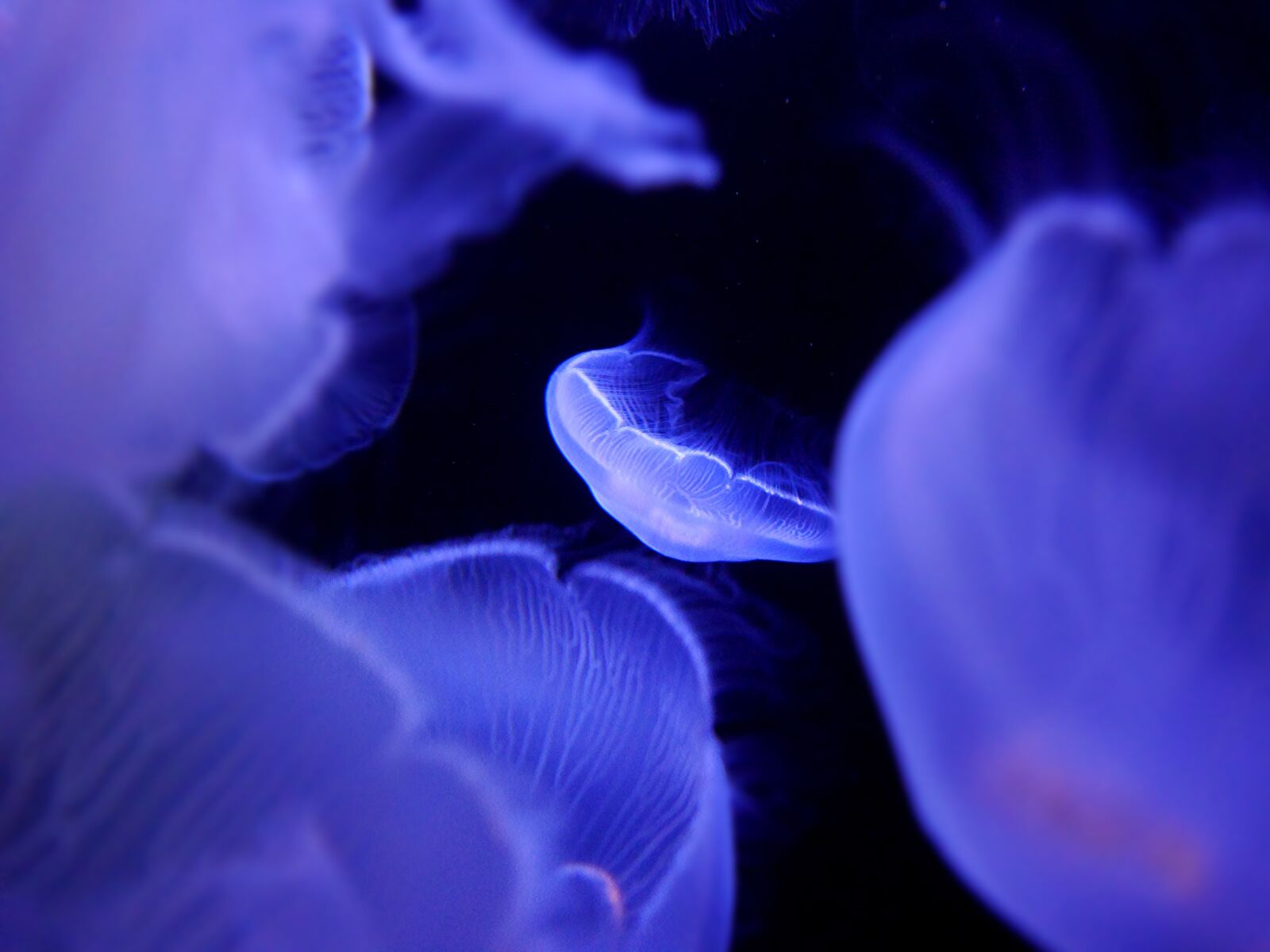 Panasonic Lumix DMC-G6 sample photo. Jellyfish, aquarium, underwater photography