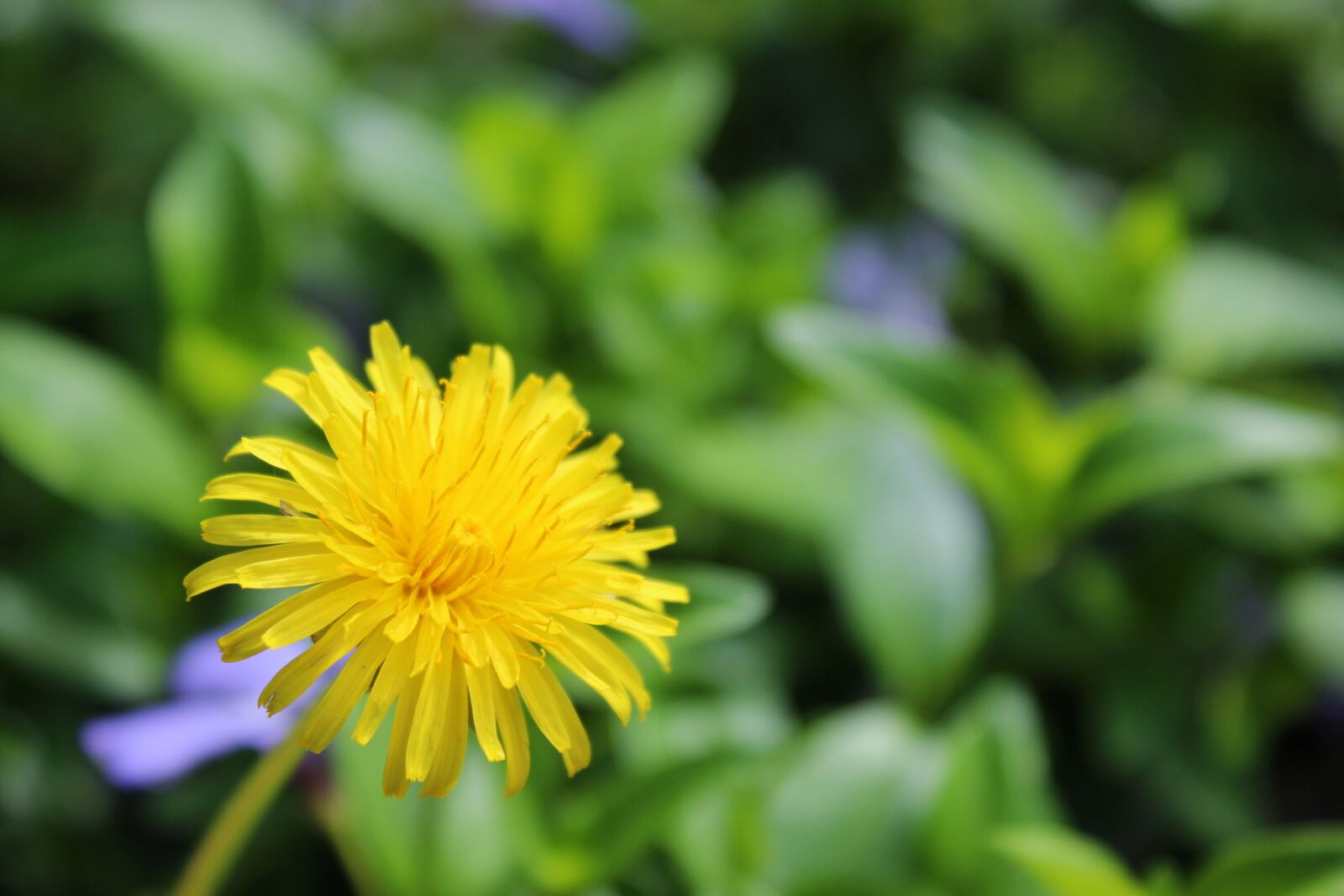 Canon EOS 1300D (EOS Rebel T6 / EOS Kiss X80) sample photo. Dandelion, yellow flower, blossom photography
