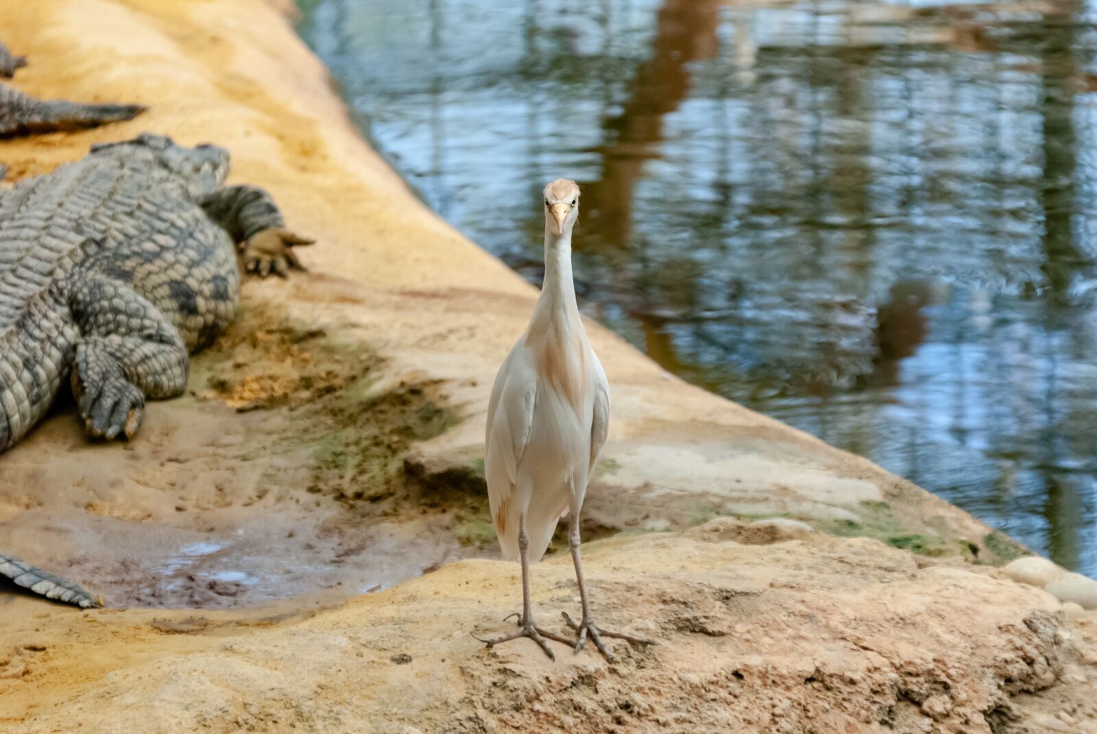 Nikon D80 sample photo. Crocodile, reptile, tortie photography