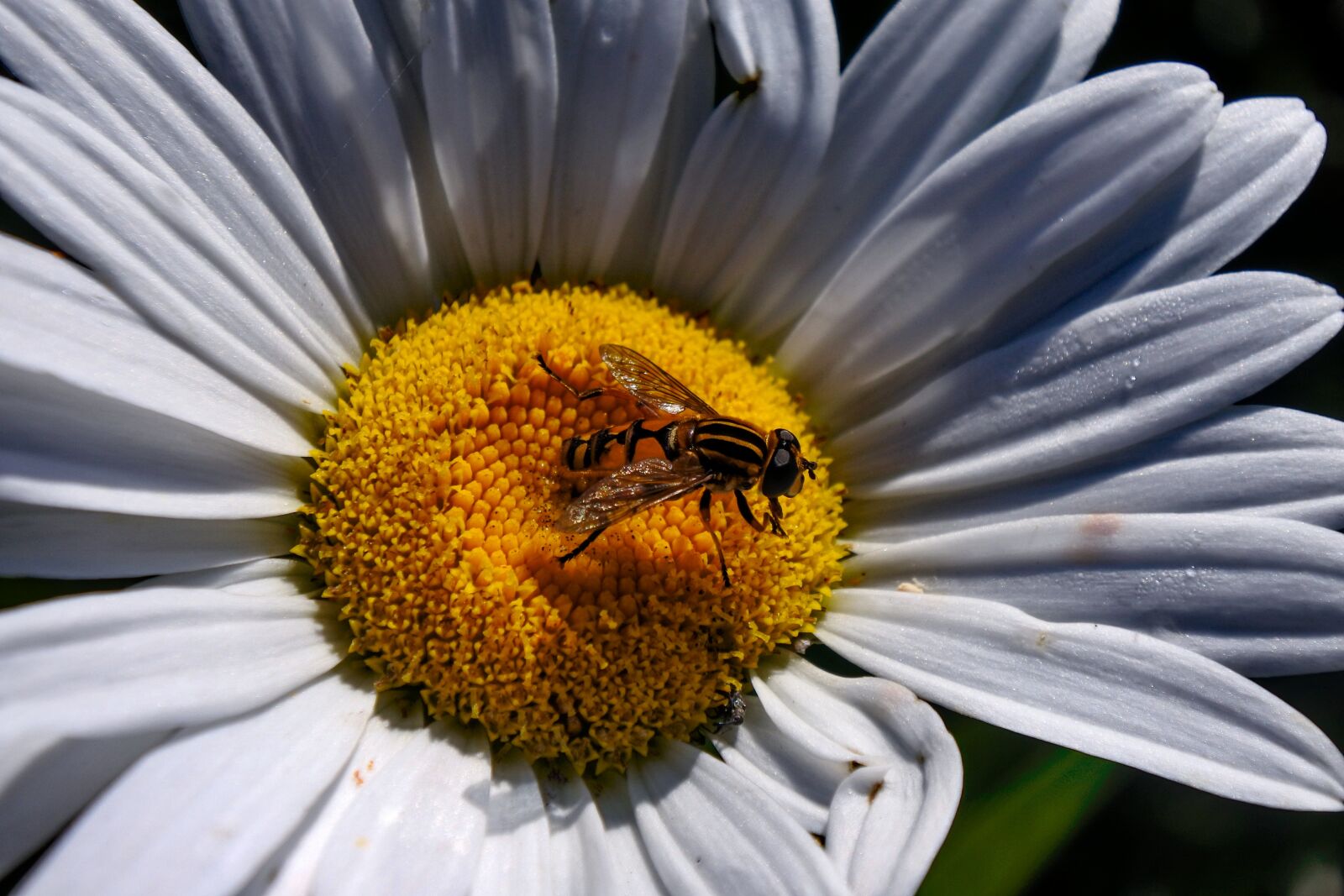 Nikon 1 Nikkor VR 10-30mm F3.5-5.6 PD-Zoom sample photo. Hover fly, insect, marguerite photography