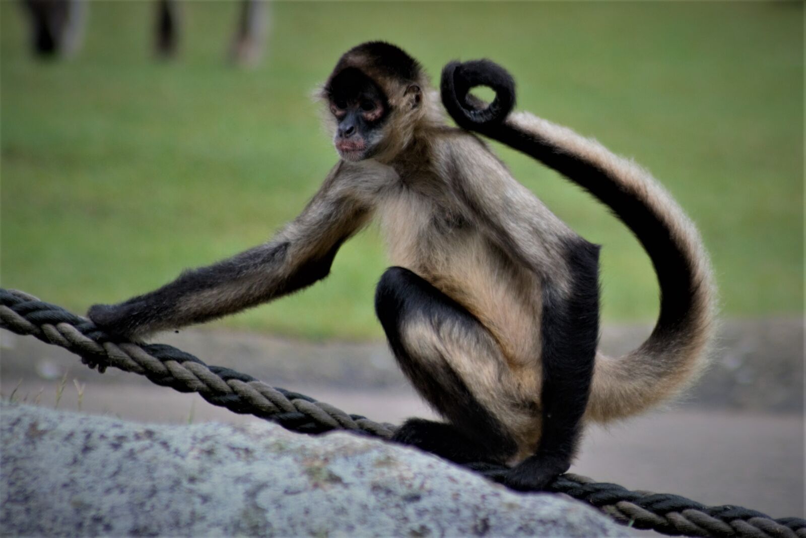 Nikon D5200 sample photo. Monkey, sitting, animal photography