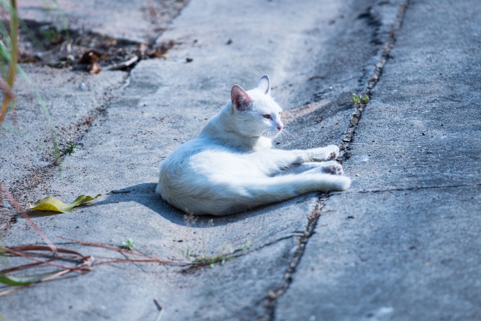 Canon EOS 700D (EOS Rebel T5i / EOS Kiss X7i) + Canon EF 70-200mm F4L USM sample photo. Cat, walk, view photography