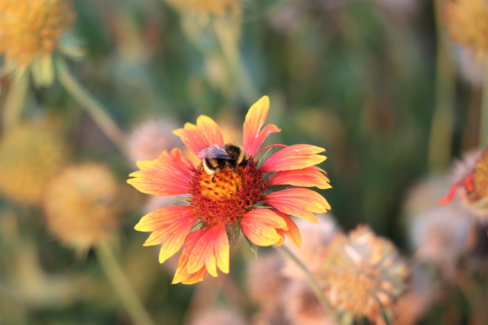 Canon EF 70-300 F4-5.6 IS II USM sample photo. Bumblebee, blanket flower, gaillardia photography