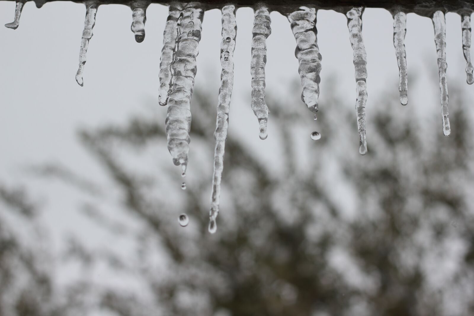 Canon EOS 550D (EOS Rebel T2i / EOS Kiss X4) sample photo. Icicle, winter, frozen photography