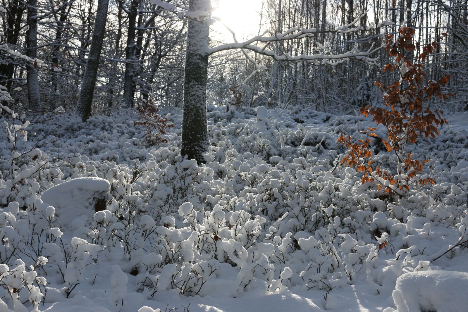 Canon EOS 70D sample photo. Snow, forest, sun photography