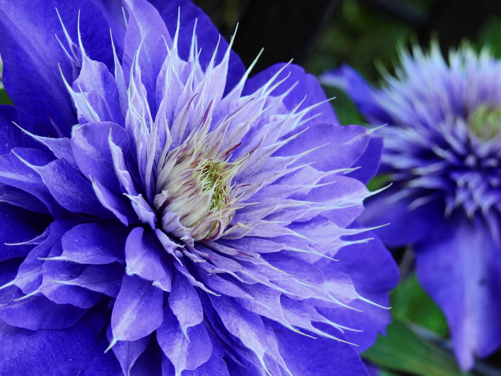 Nikon Coolpix P900 sample photo. Clematis, flower, blossom photography