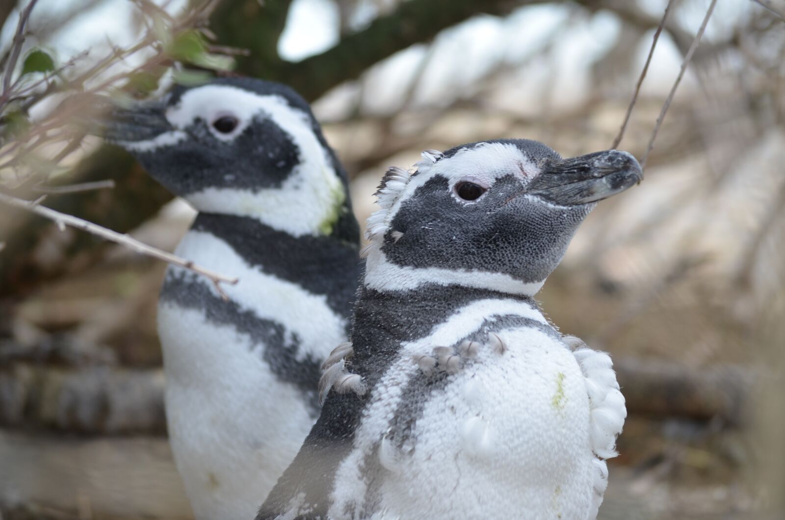 Nikon D5100 sample photo. Penguins, animals, grass photography