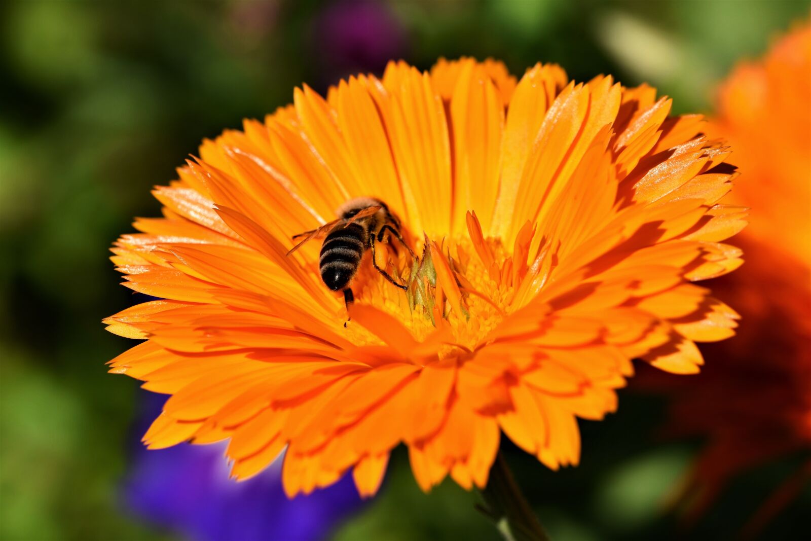 Nikon D7200 sample photo. Bee, honey bee, insect photography