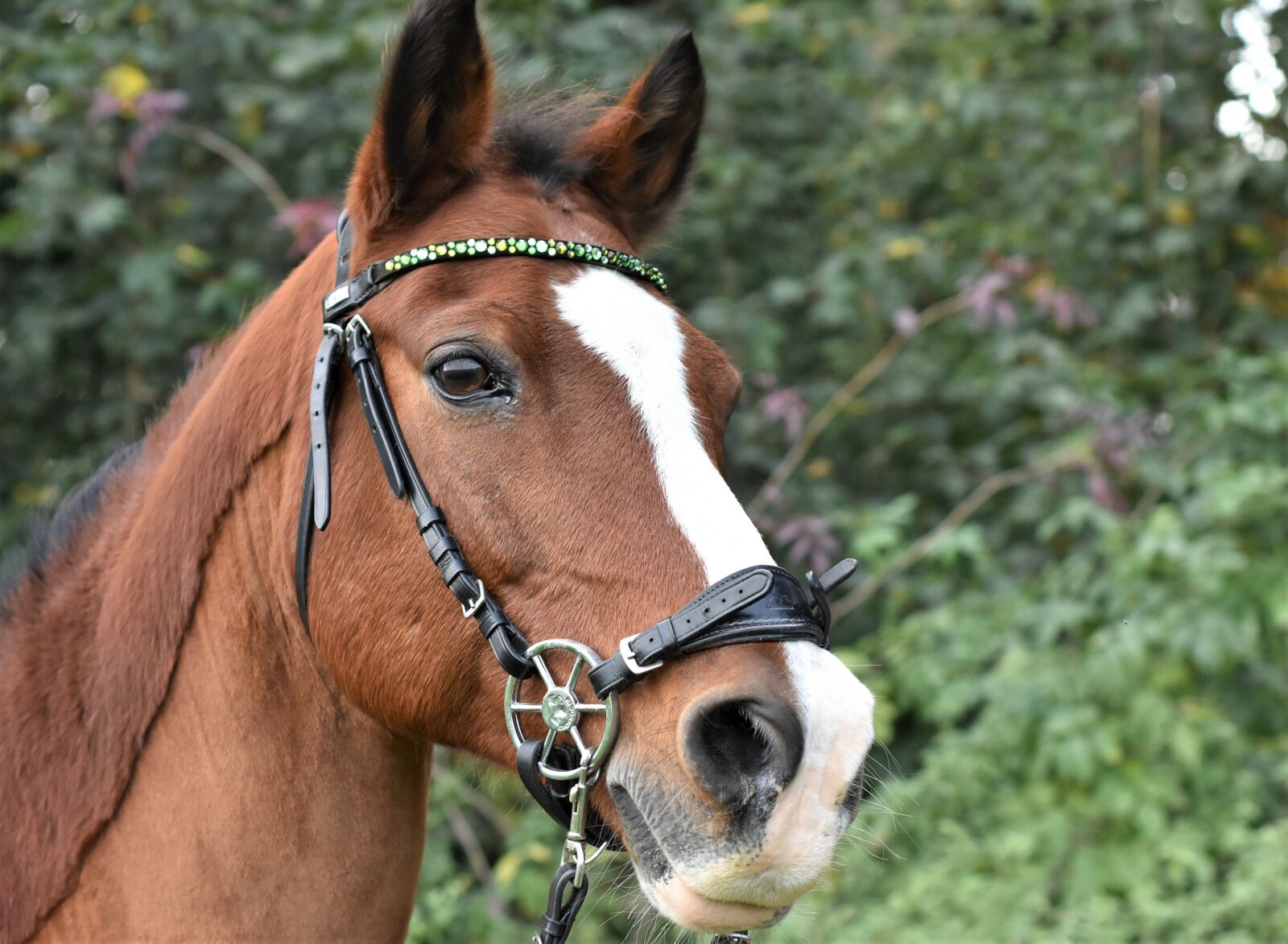 Nikon D7200 sample photo. Horse, ride, equestrian photography