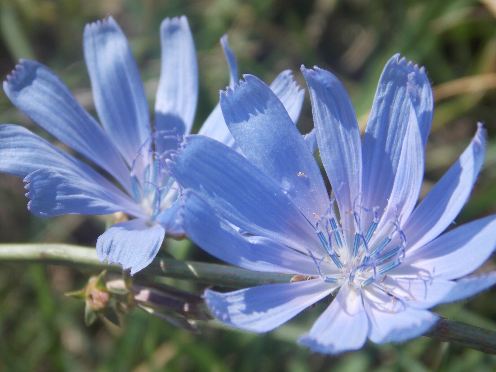Nikon Coolpix L810 sample photo. Nature, wildflowers, beauty photography