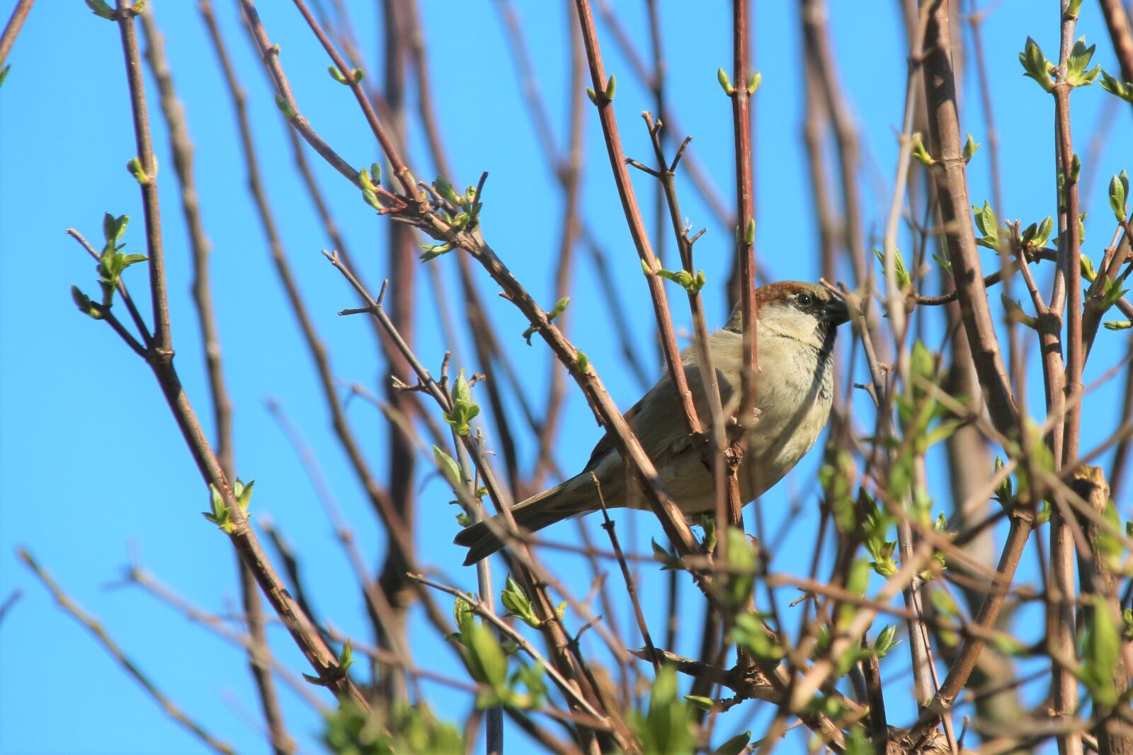 Canon EOS 700D (EOS Rebel T5i / EOS Kiss X7i) sample photo. Bird, animal, nature photography