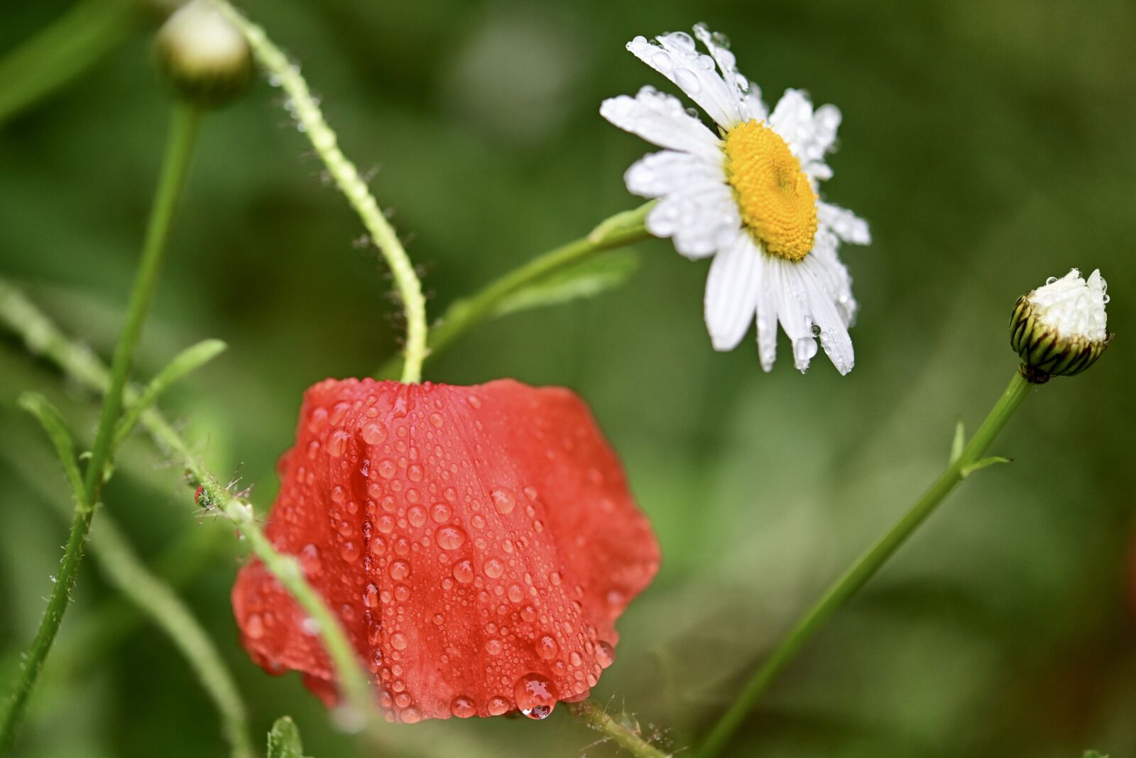 Nikon Z6 sample photo. Poppy, daisy, flower meadow photography