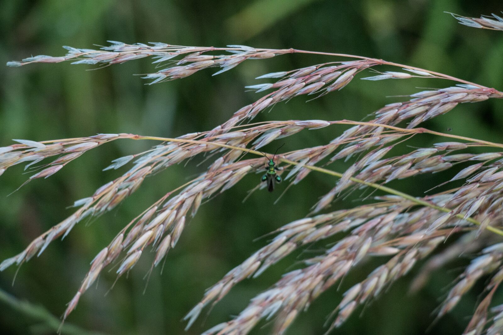 Canon EOS 70D sample photo. Wheat, bush, agriculture photography