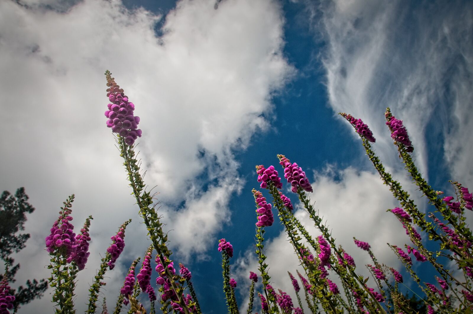 Nikon D90 sample photo. Sky, flowers, foxgloves photography