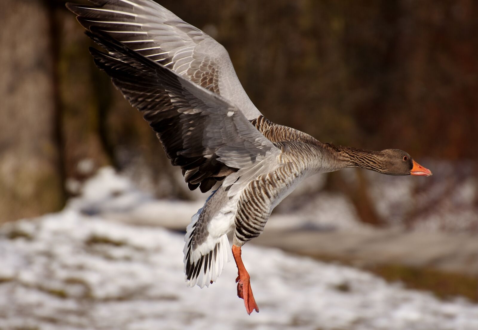 Nikon D7200 sample photo. Goose, flying, flight photography
