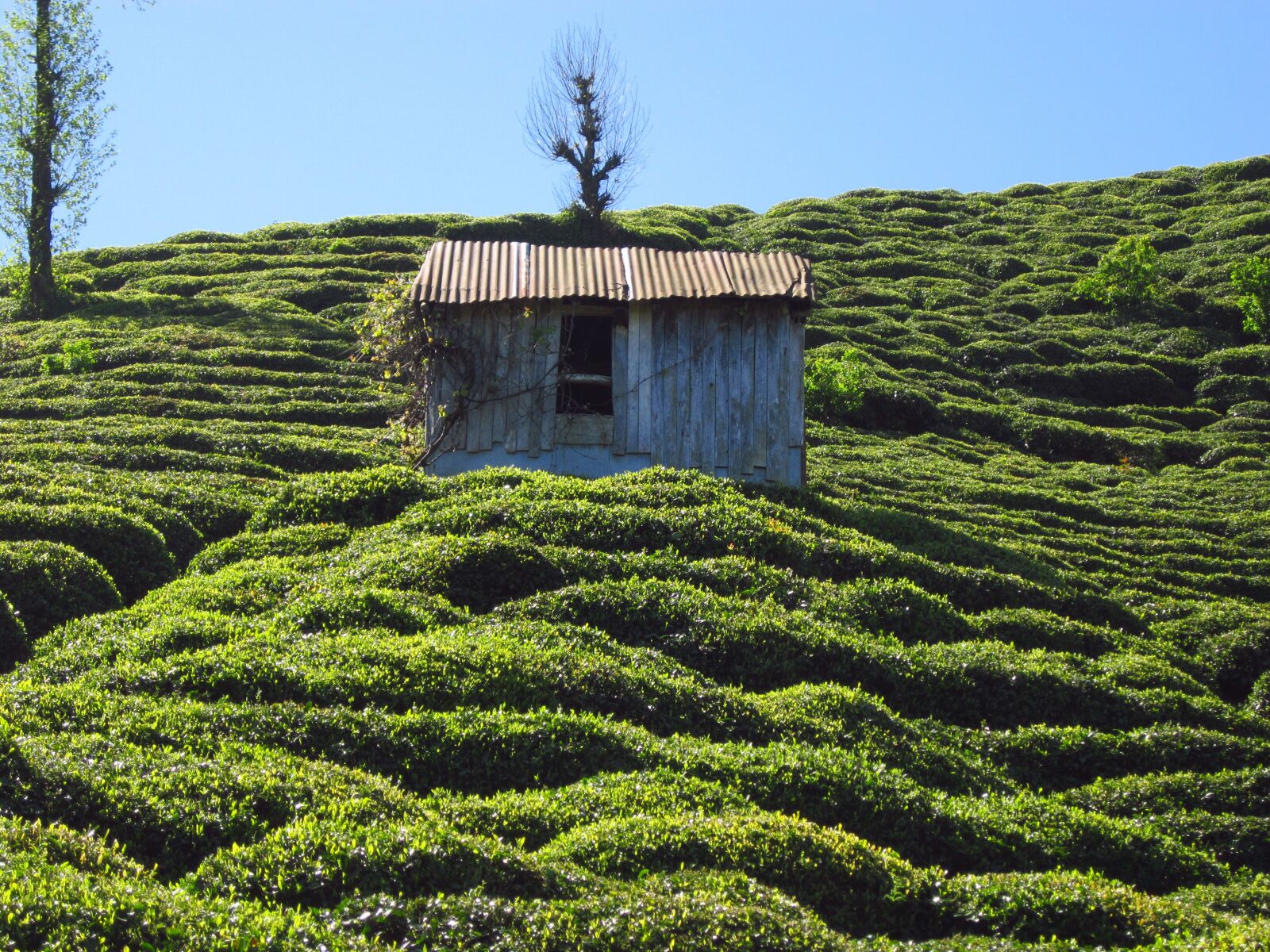 Canon PowerShot A2200 sample photo. The tea plantations, hut photography