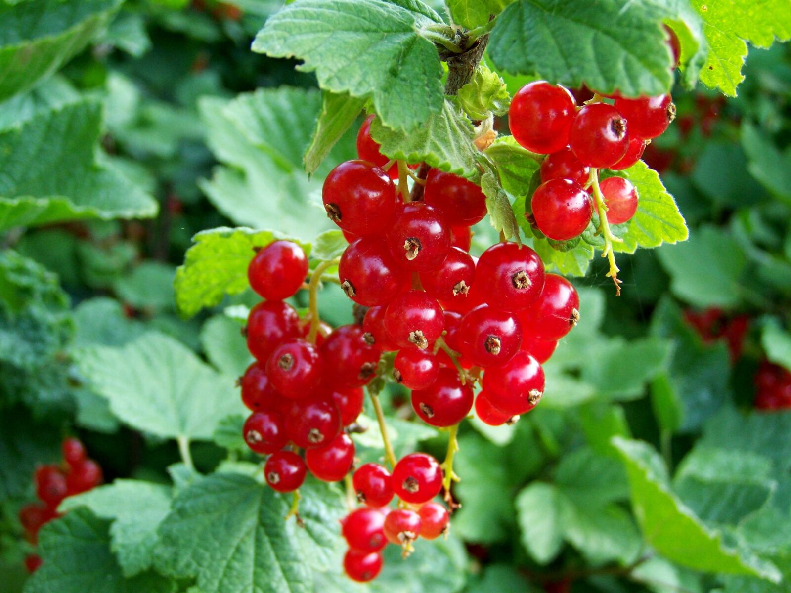 Kodak EASYSHARE ZD710 ZOOM DIGITAL CAMERA sample photo. Red currant, red fruit photography