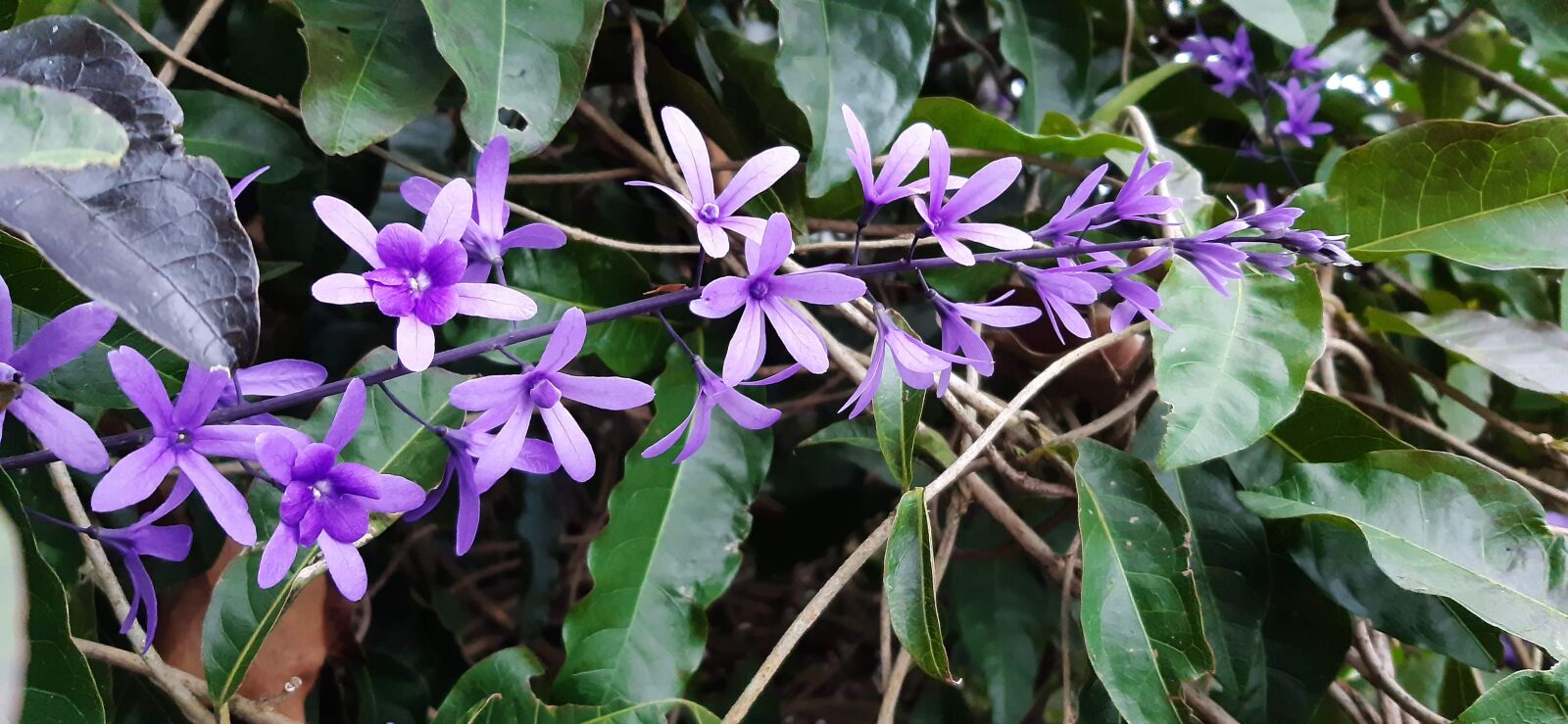 Samsung Galaxy A30 sample photo. Flower, purple, lavender photography