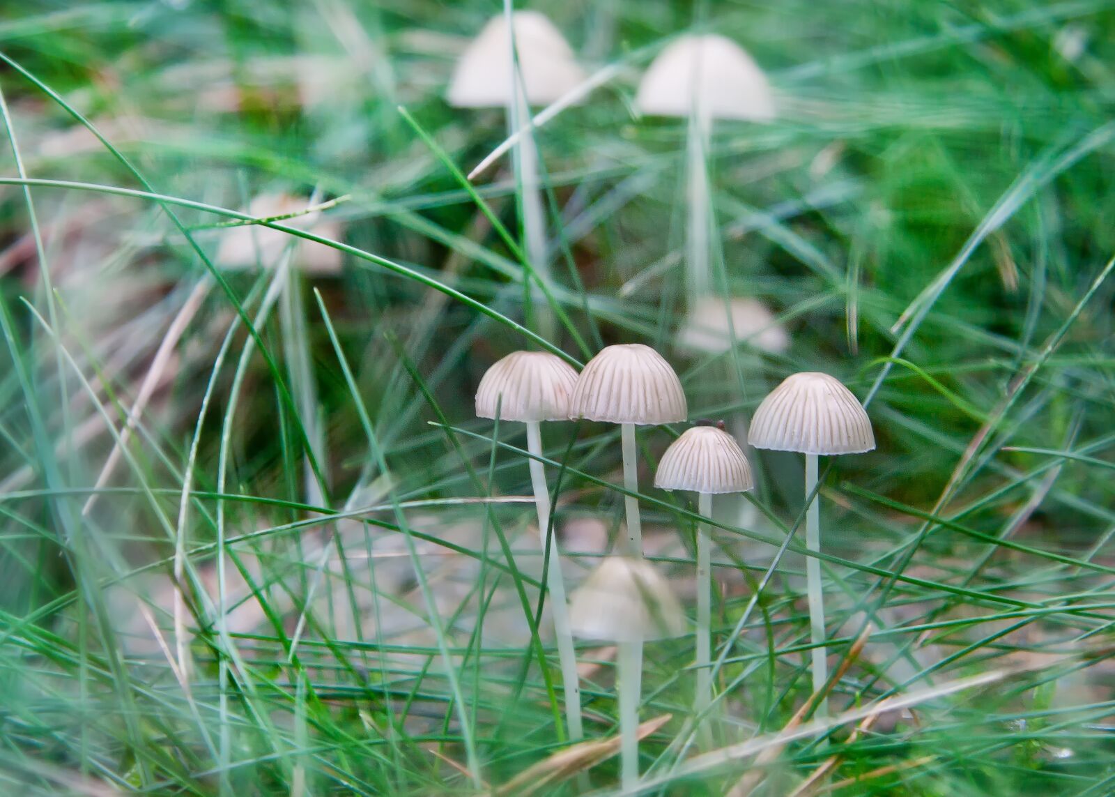 Canon EOS 50D + Canon EF 24-105mm F4L IS USM sample photo. Mushrooms, forest, moss photography