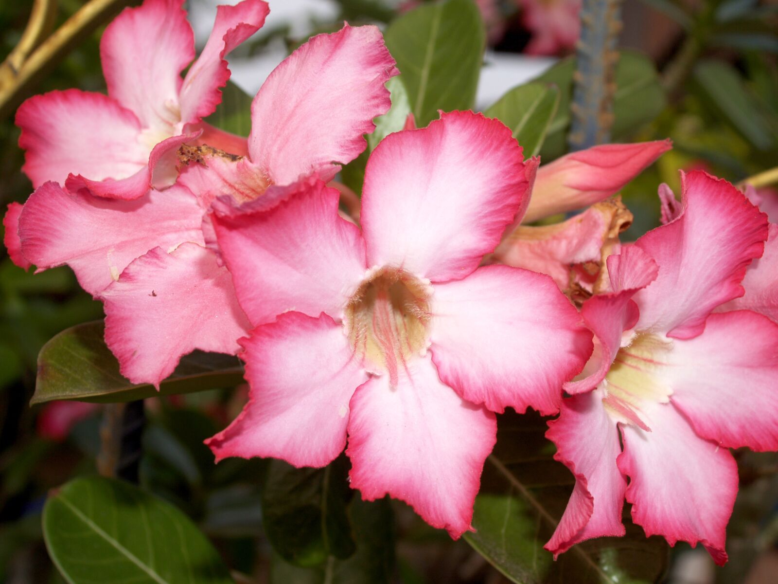 Olympus E-300 (EVOLT E-300) sample photo. Azalea, outdoor, blooming photography