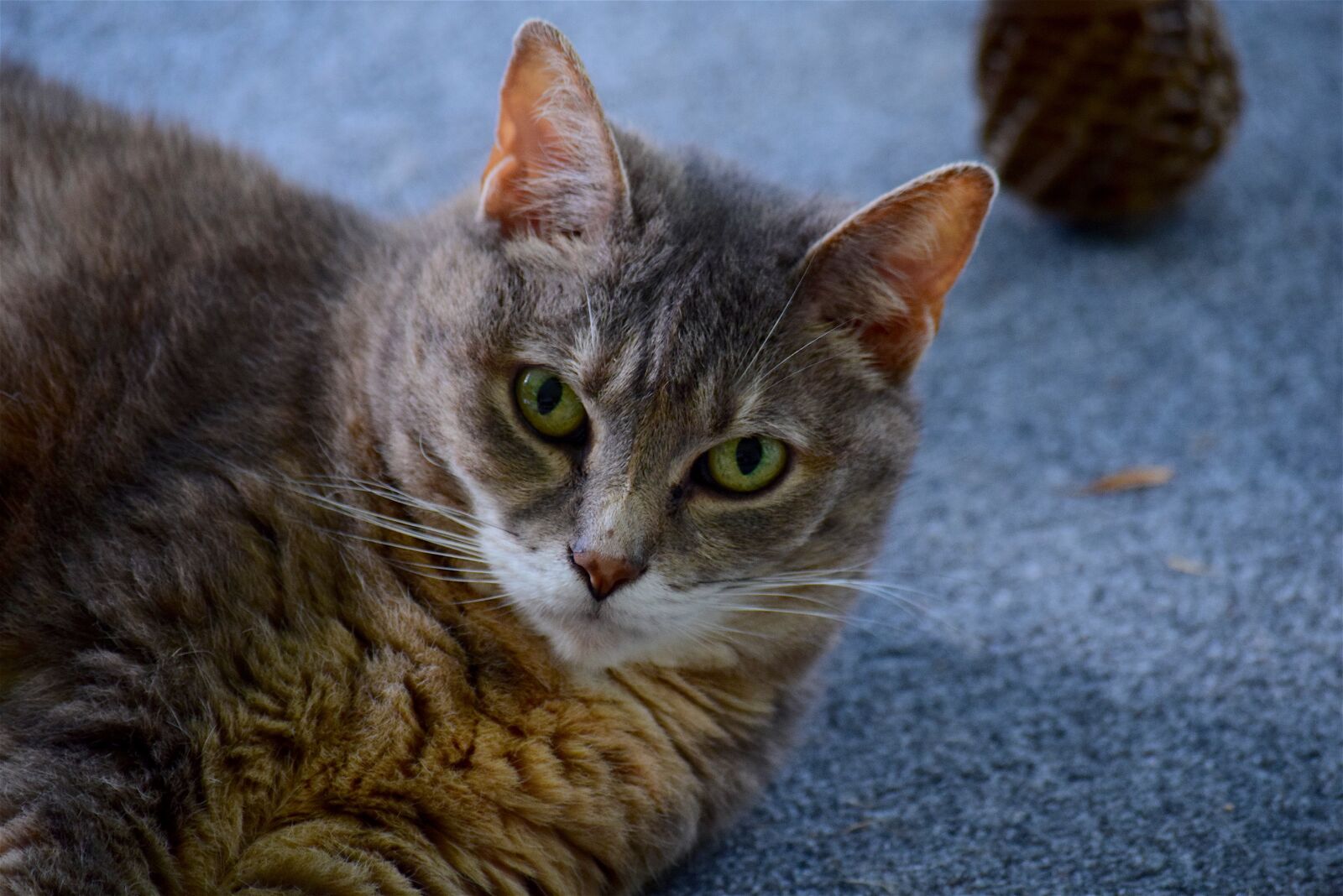 Nikon D3300 sample photo. Cat, portrait, face photography