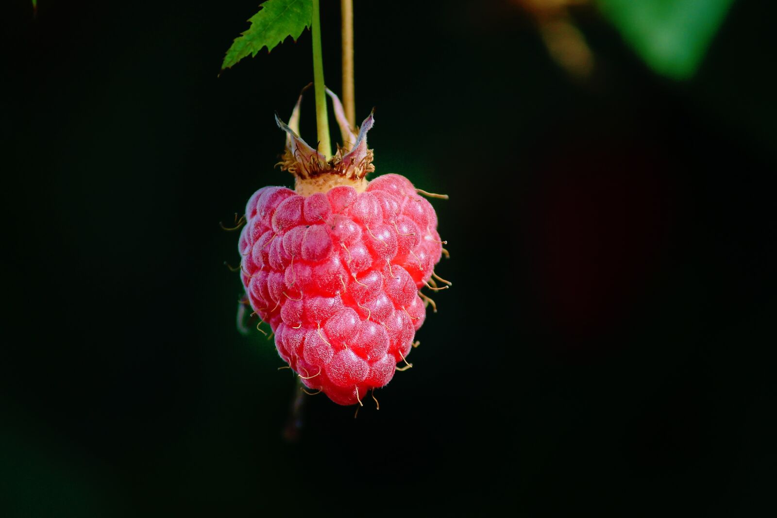 Canon EOS 1100D (EOS Rebel T3 / EOS Kiss X50) sample photo. Raspberry, individually, depend photography
