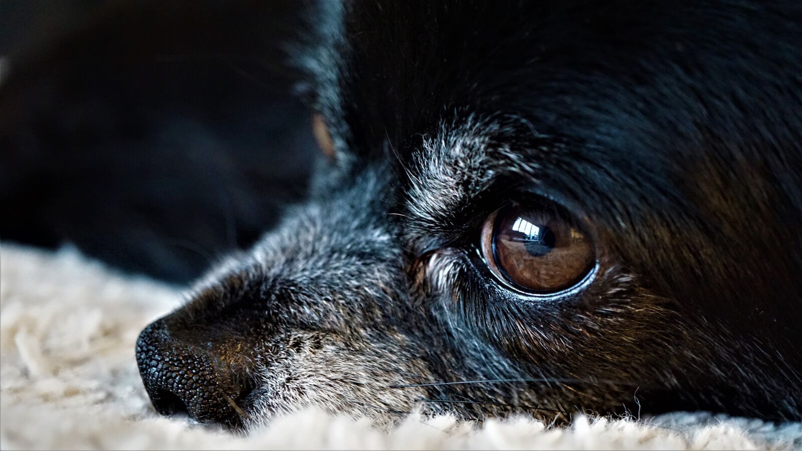Sony E 30mm F3.5 Macro sample photo. Background, eye, iris photography