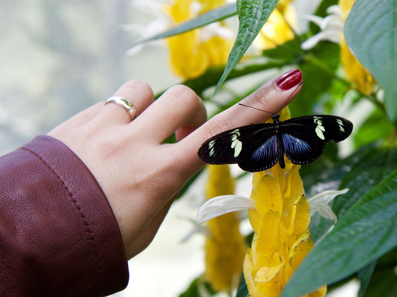 Canon EOS 70D sample photo. Insect, butterfly, hand photography