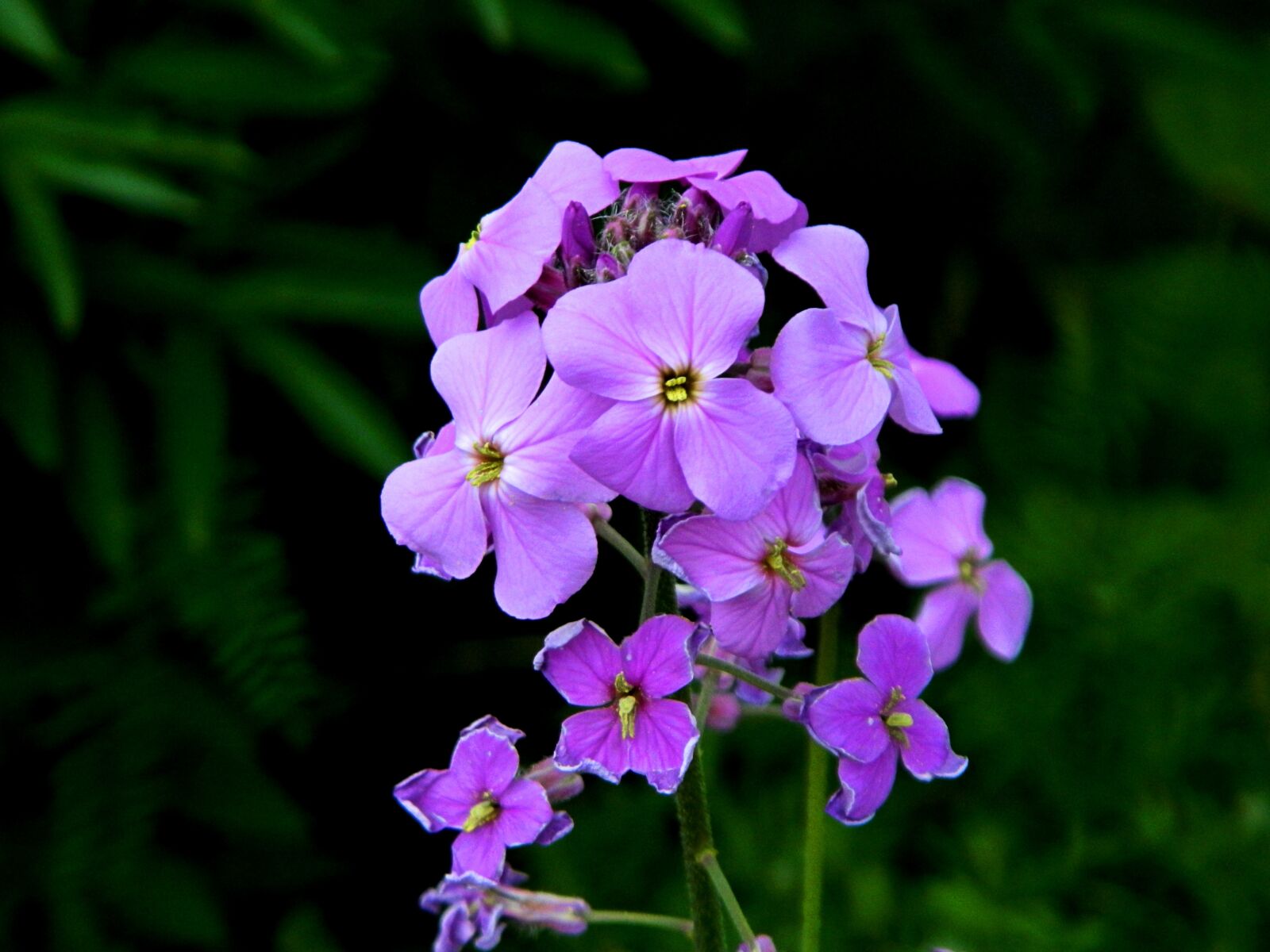 Nikon Coolpix L120 sample photo. Phlox, flower, garden photography