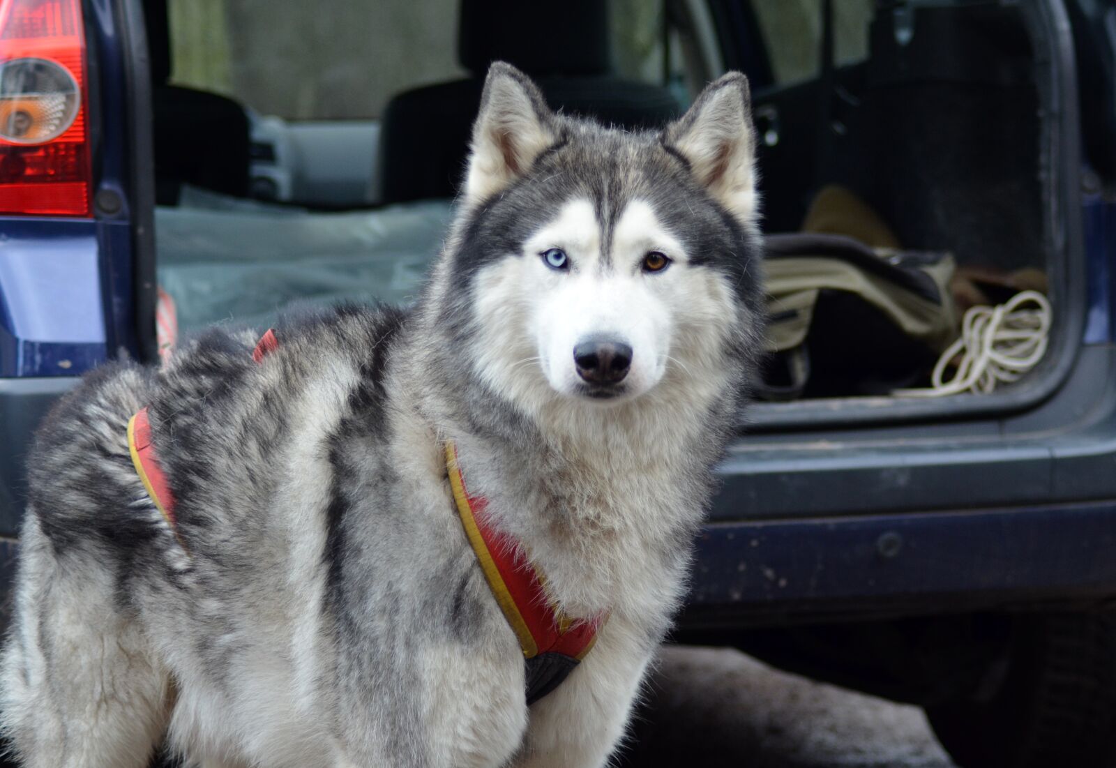 Nikon D5100 sample photo. Malamute, sled dog, dog photography
