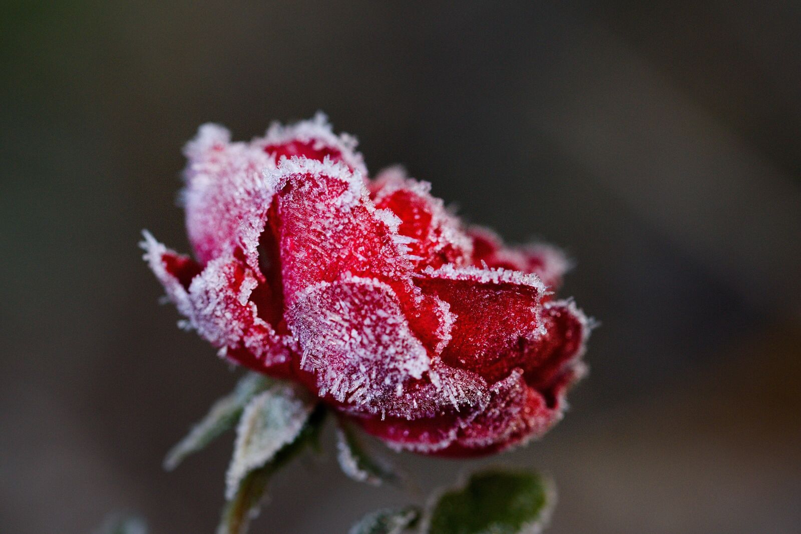 Nikon D5500 sample photo. Rose, winter, flower photography