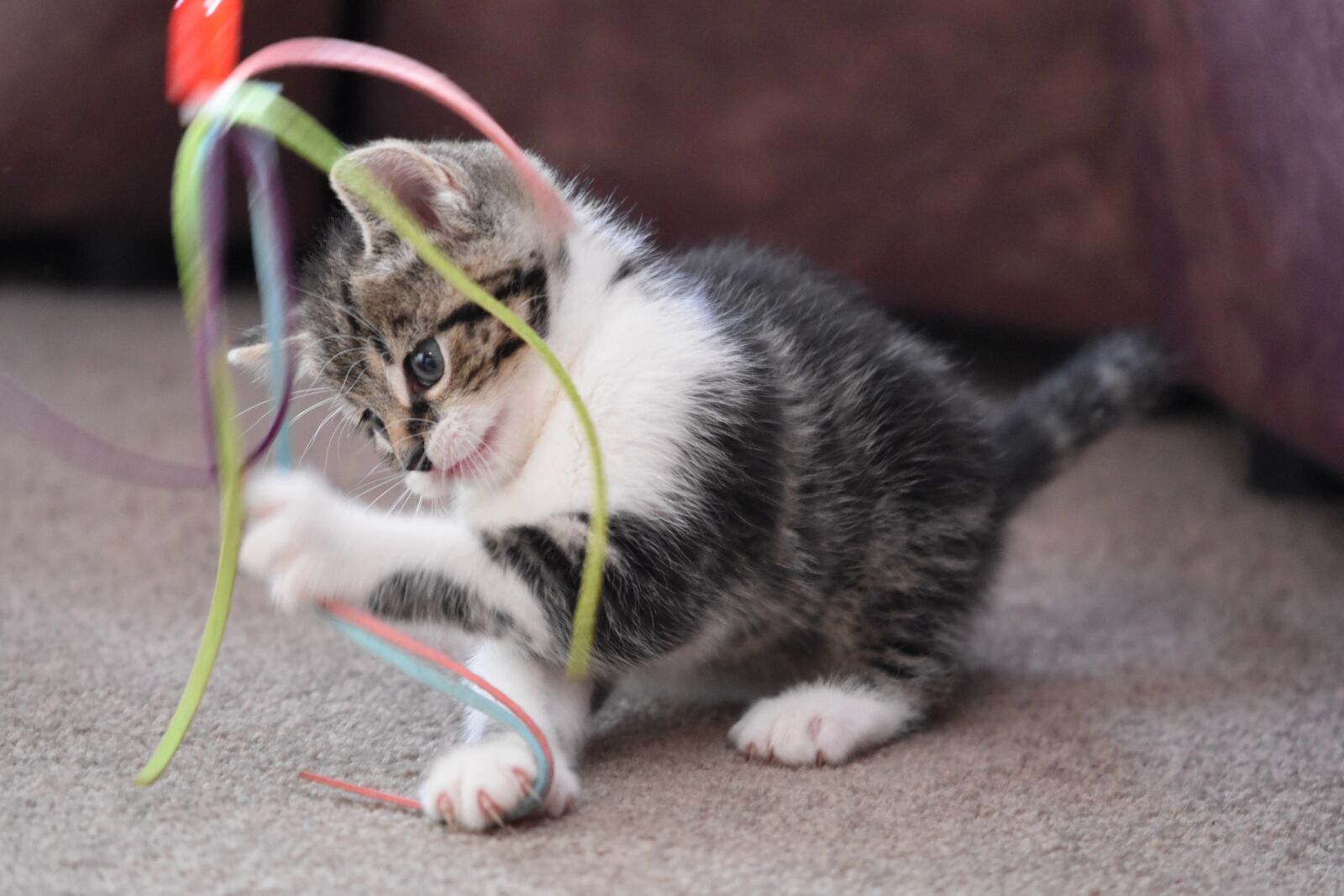 Nikon D5600 sample photo. Cat, kitten, domestic cat photography