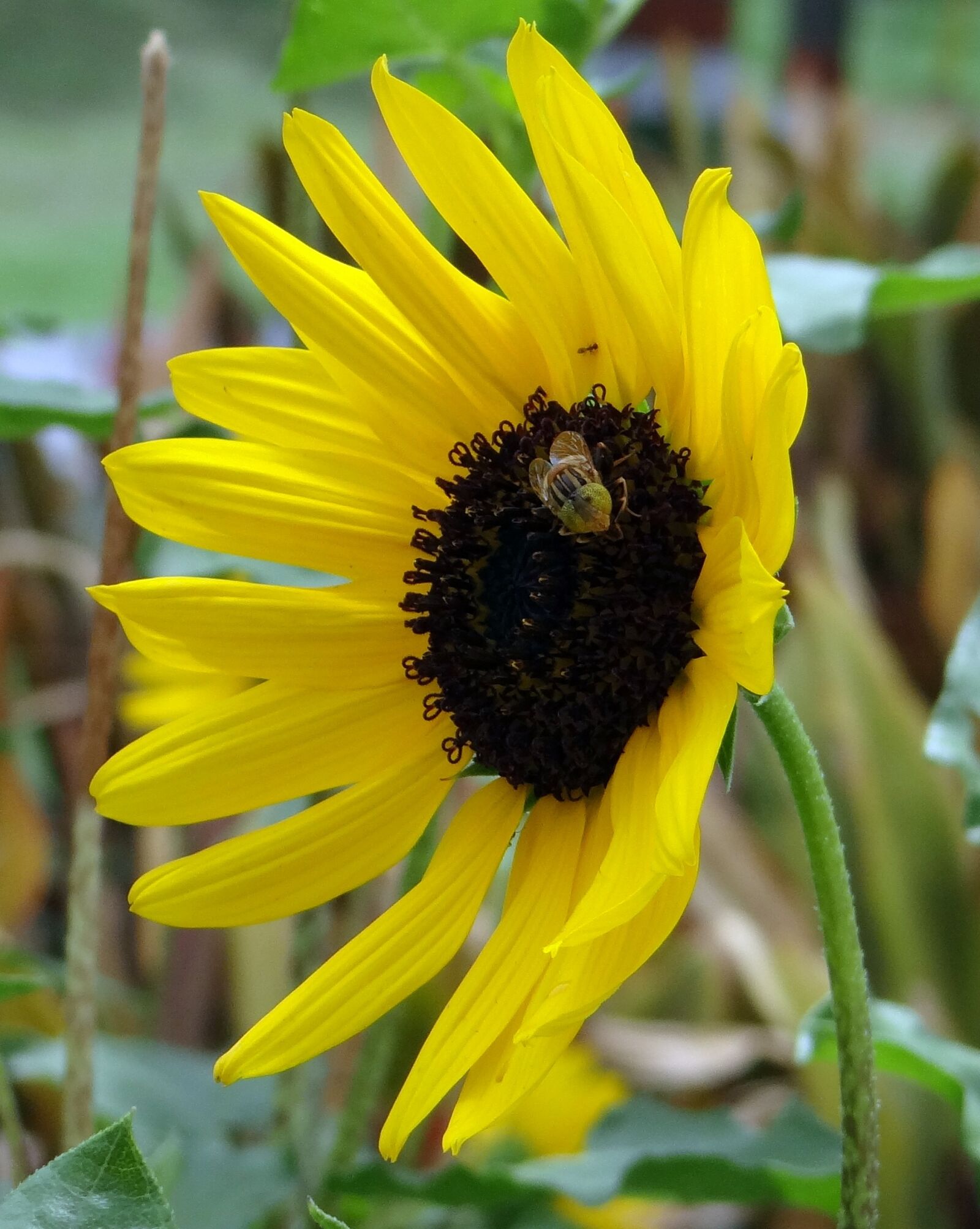 Sony DSC-HX200V sample photo. Sunflower, ornamental, bee photography