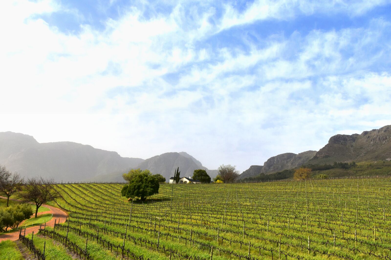 Nikon D5500 sample photo. Vineyards, vines, winegrowing photography