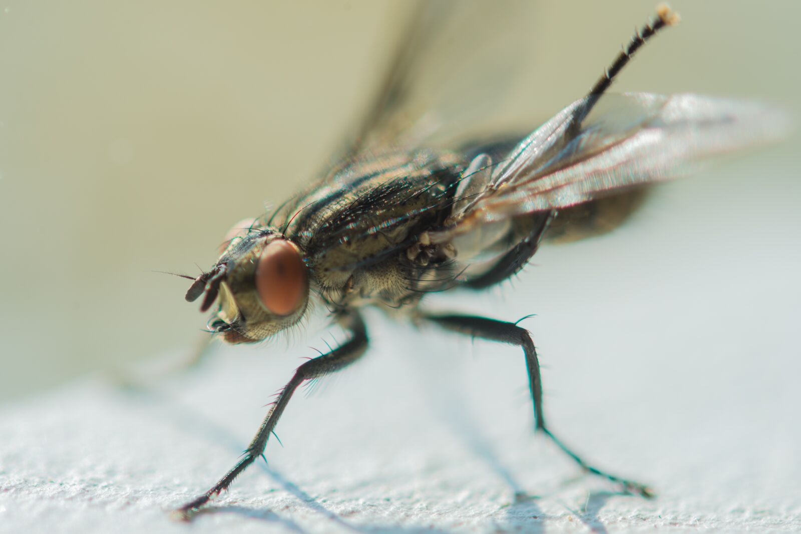 Nikon D600 sample photo. Insect, fly, animal photography