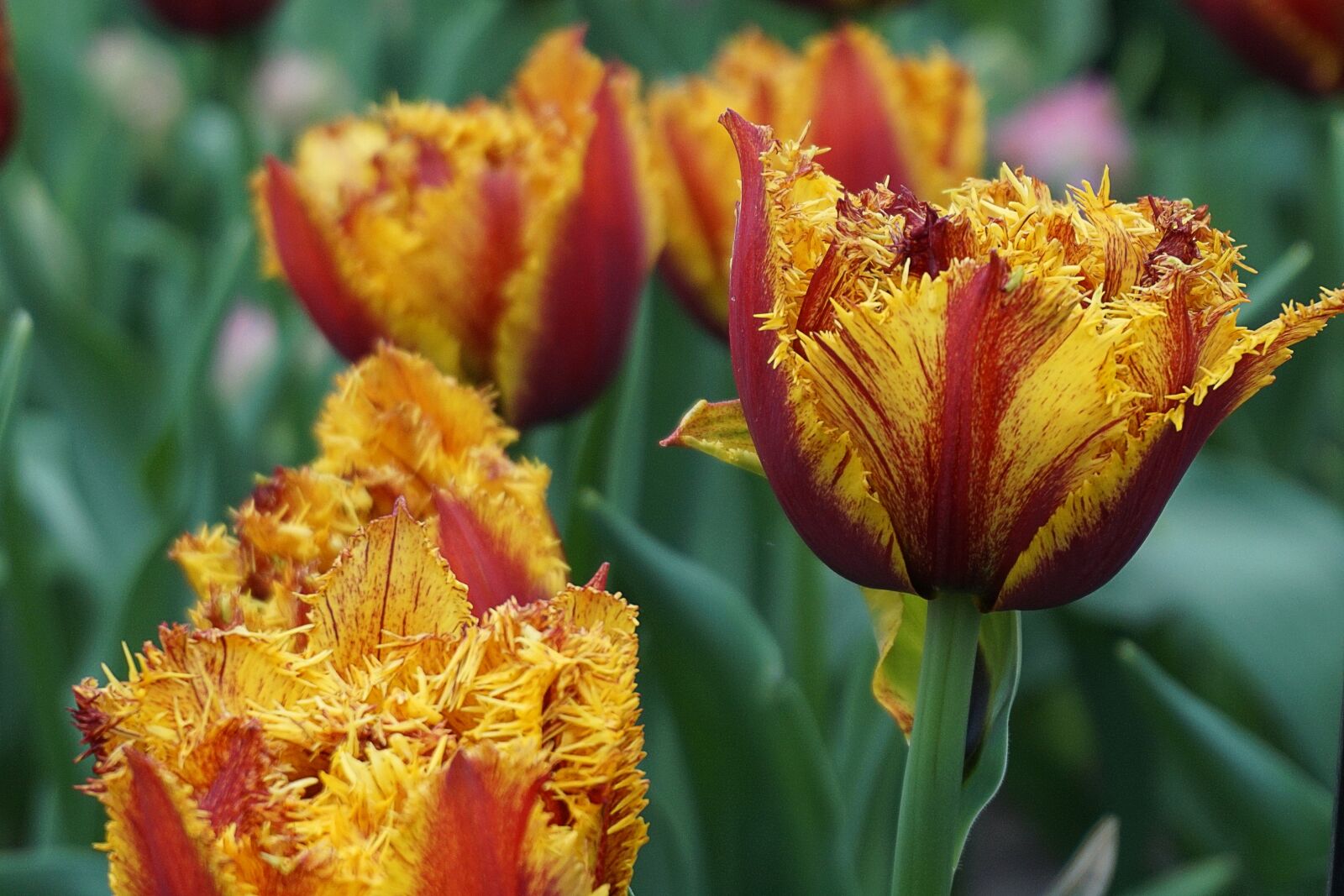 Sony a5100 sample photo. Tulips, flowers, flower photography