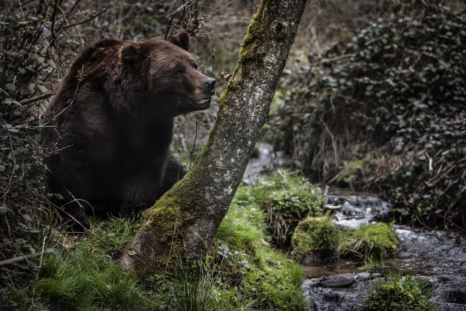 Canon EOS 5D + Canon EF 70-200mm F2.8L IS USM sample photo. Bear, forest, b photography
