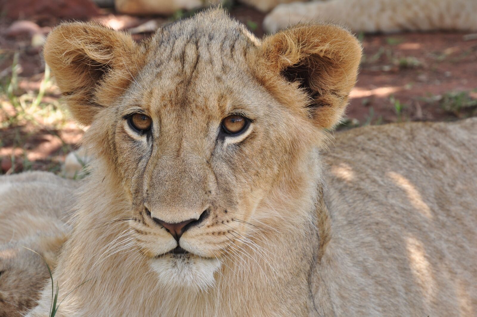 Nikon D90 sample photo. Wildlife, lion, cat photography