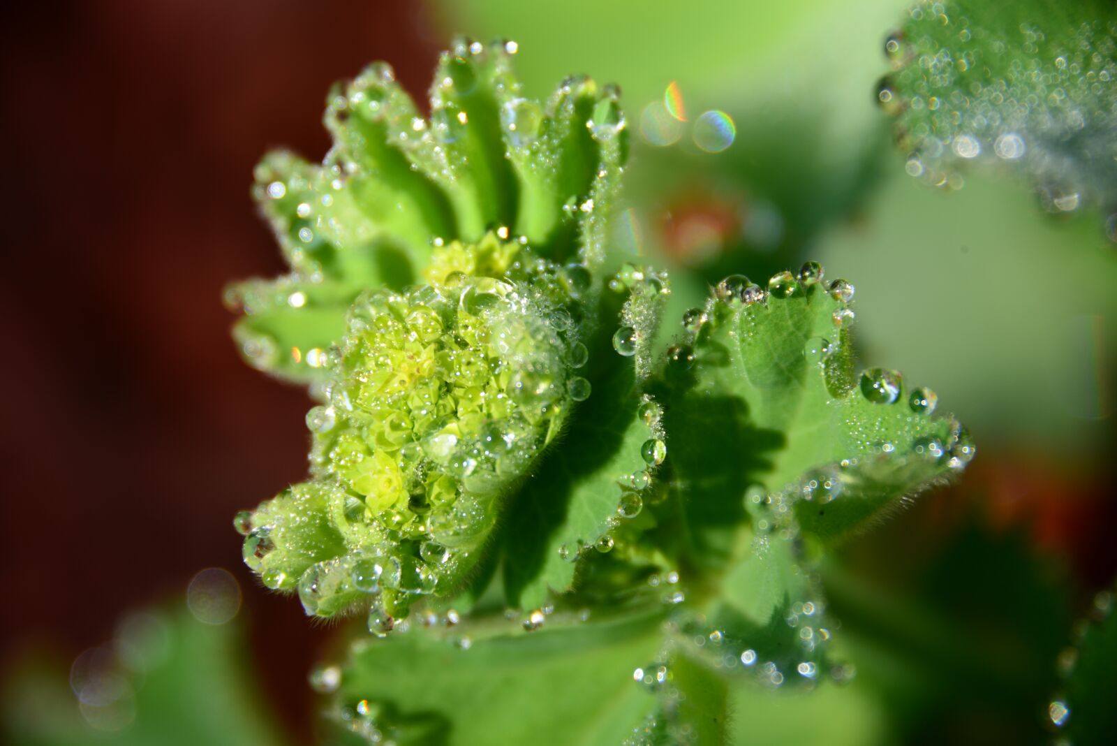 Nikon D800 sample photo. Drop, macro, nature photography