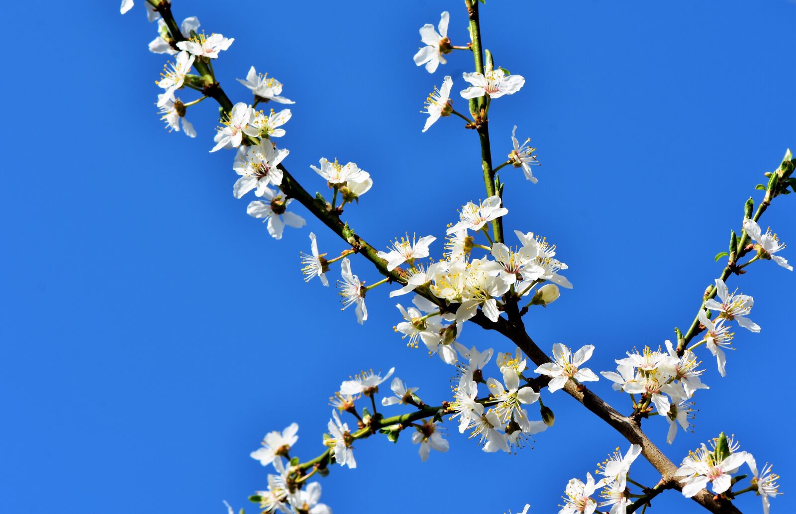 Nikon D7200 sample photo. Plum blossom, blossom, bloom photography