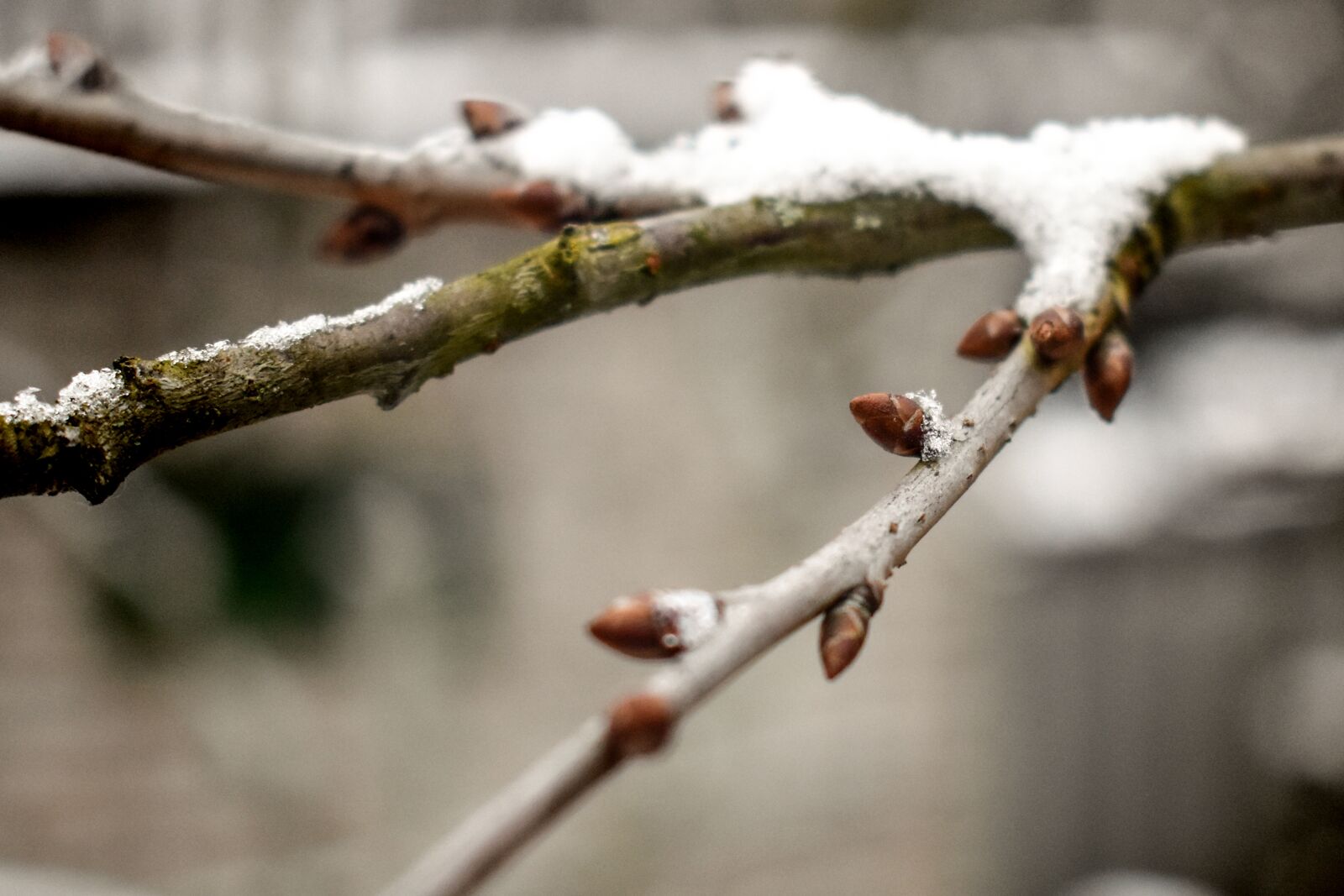 Nikon D3400 sample photo. Cold, winter, nature photography