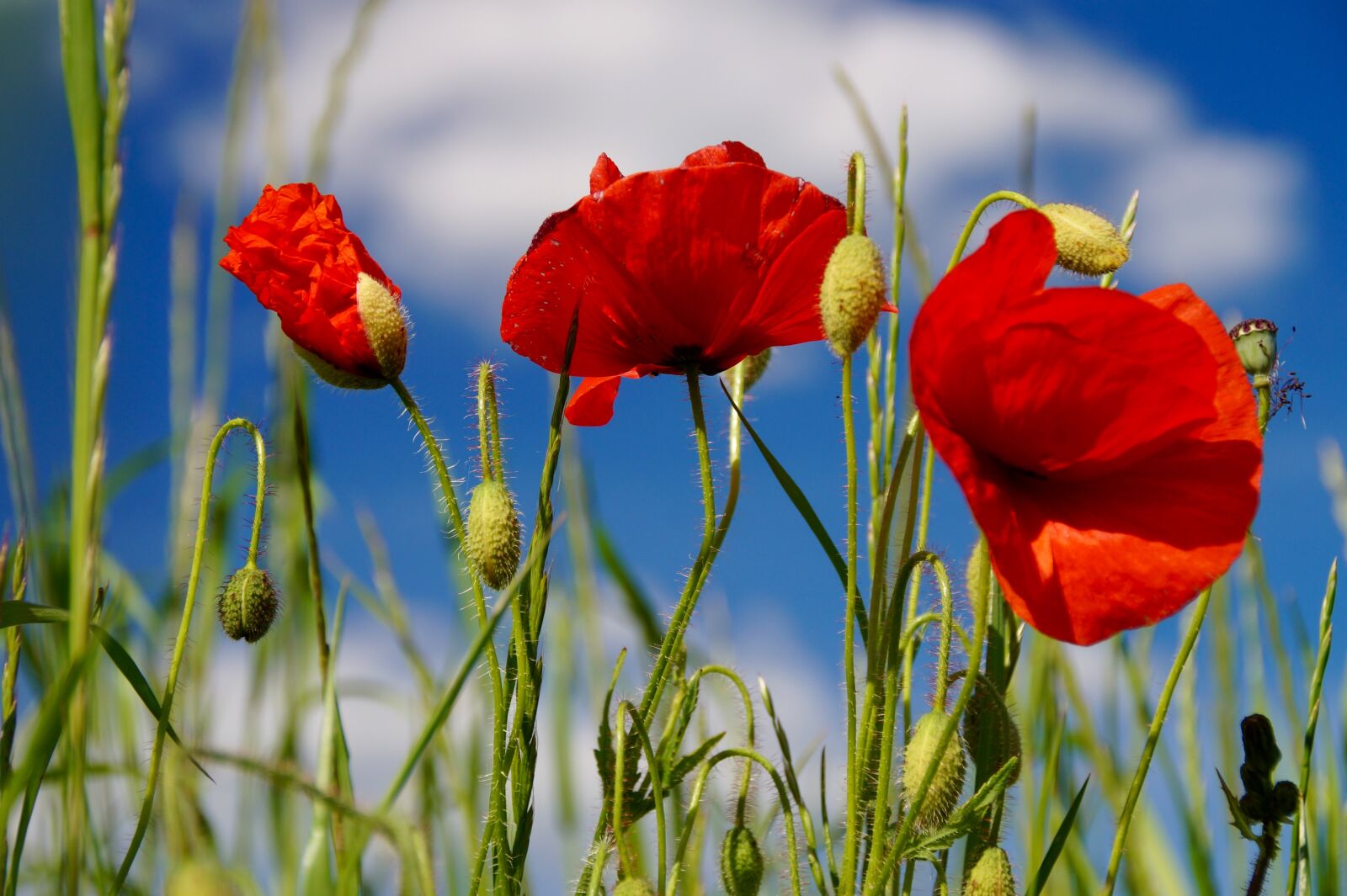 Sony SLT-A58 sample photo. Poppies, nature, red photography